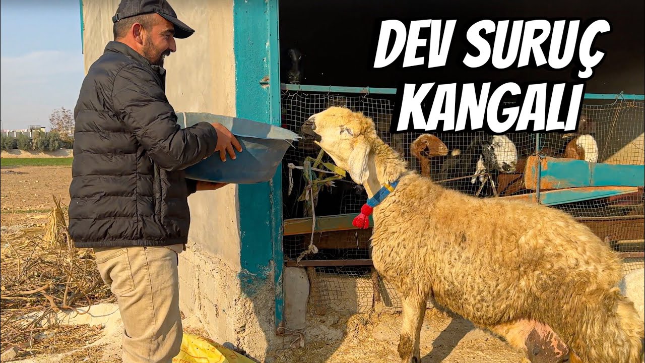 BİR KOYUN 65 BİN TL| ANTEP HAYVAN PAZARI @HAKAN.DOĞAN.HAYVANCILIK 