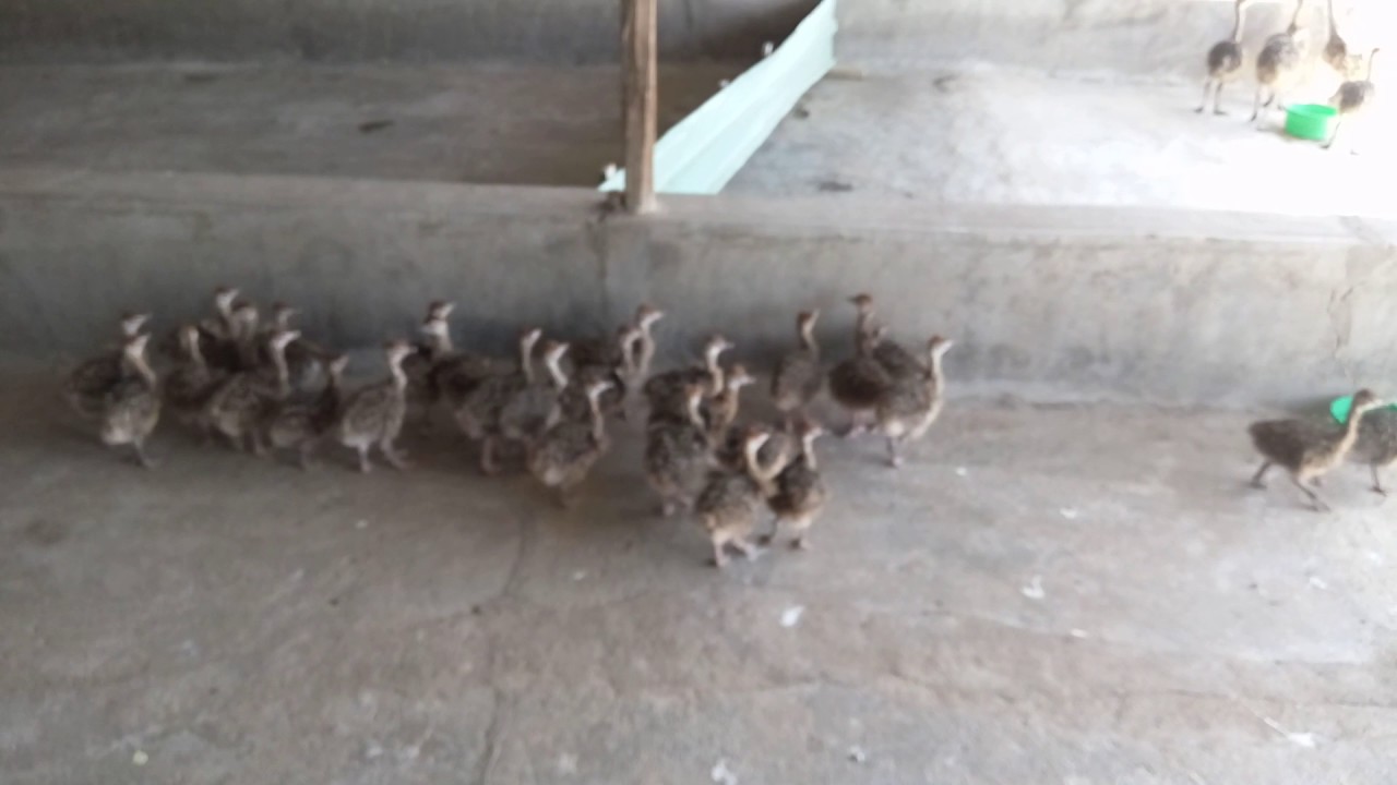 Ostrich chicks