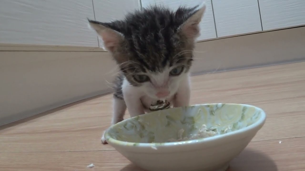 고양이 먹방 21년 8월 22일 Baby Kitten EatingAugust 22, 2021