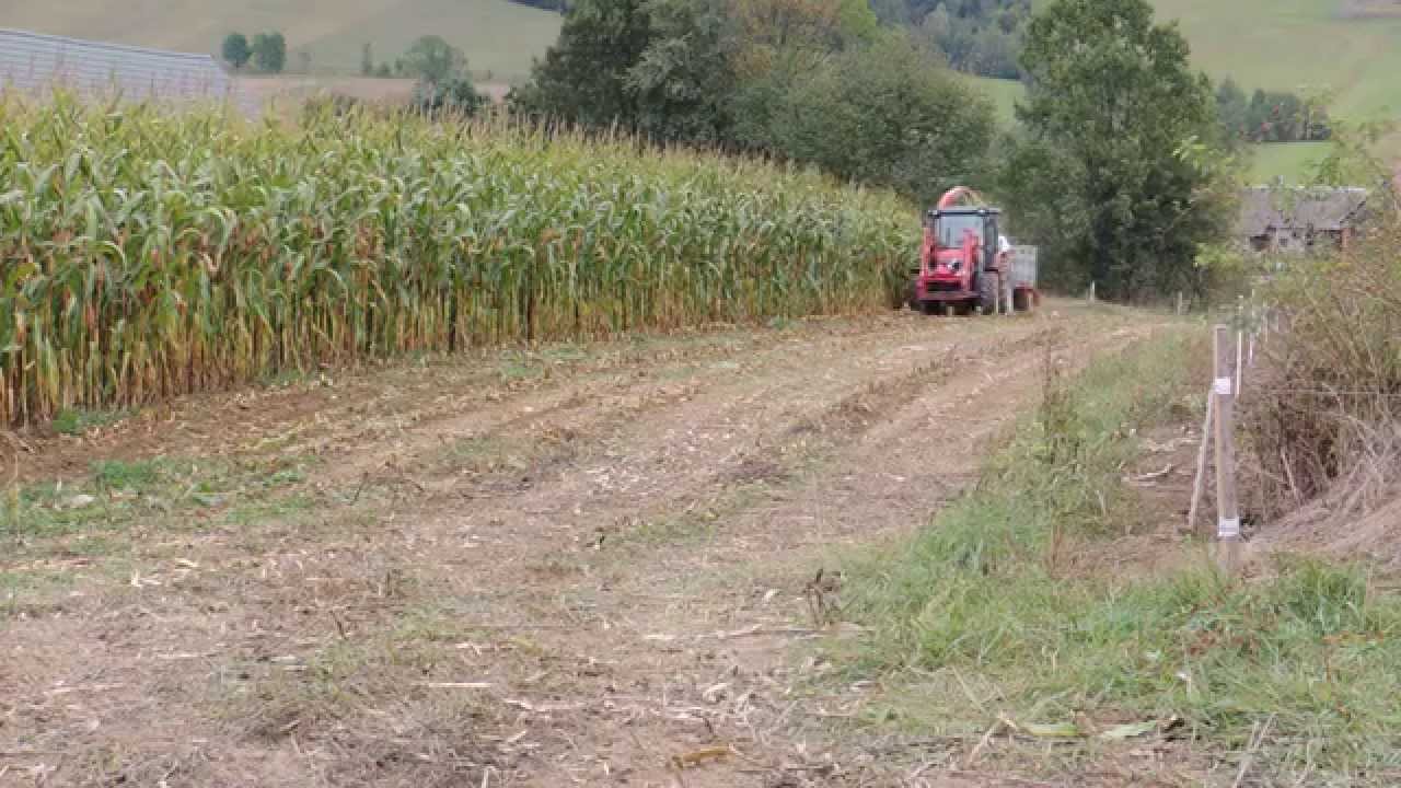 Koszenie kukurydzy. Massey Ferguson 3635 & Pottinger MEX 2 Rotation