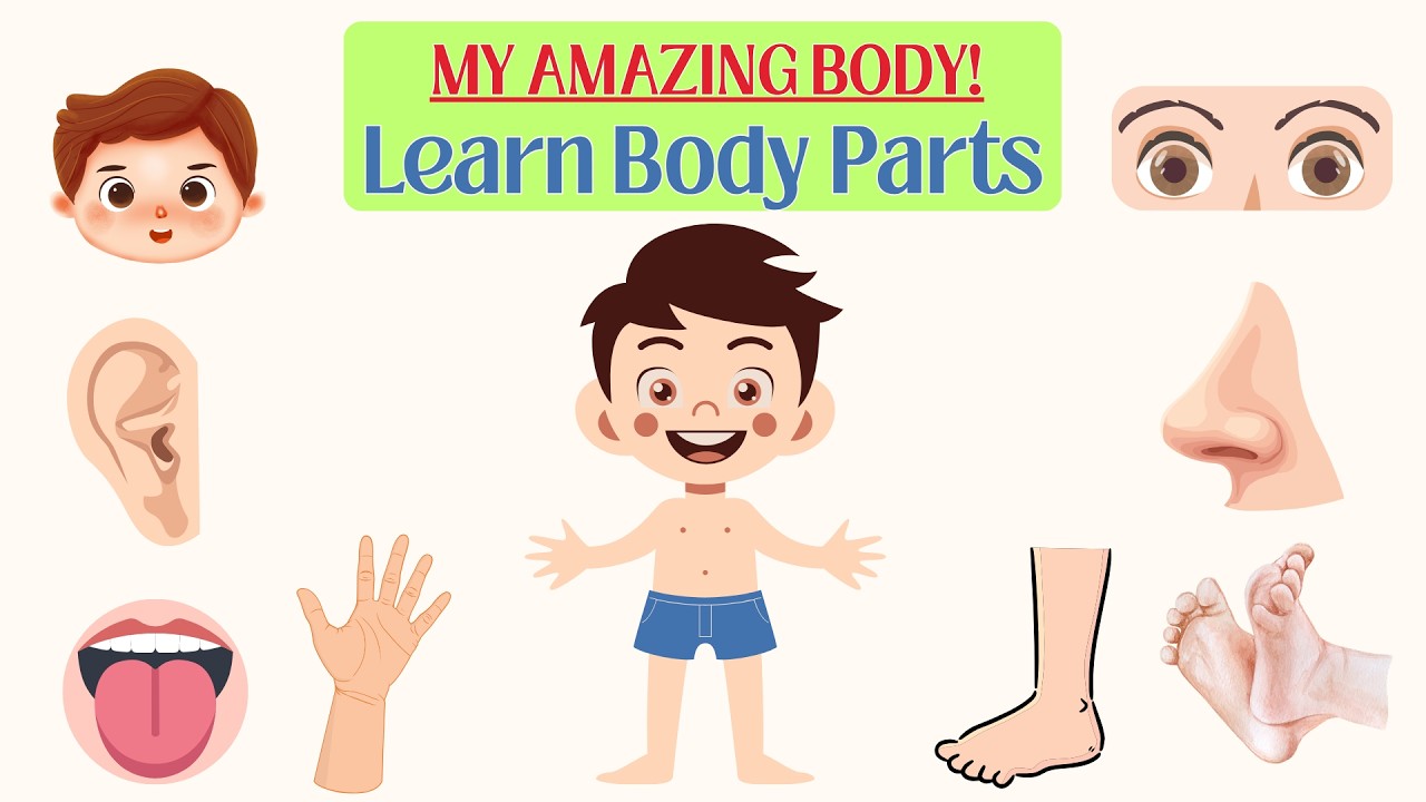 My Amazing Body! 🧒 Learn Body Parts for Kids | Preschool Learning Video &ndash;  Learning Videos for Kids