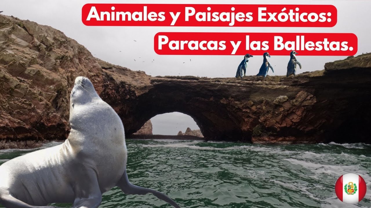Animales y Paisajes Exóticos: Paracas y las Ballestas.