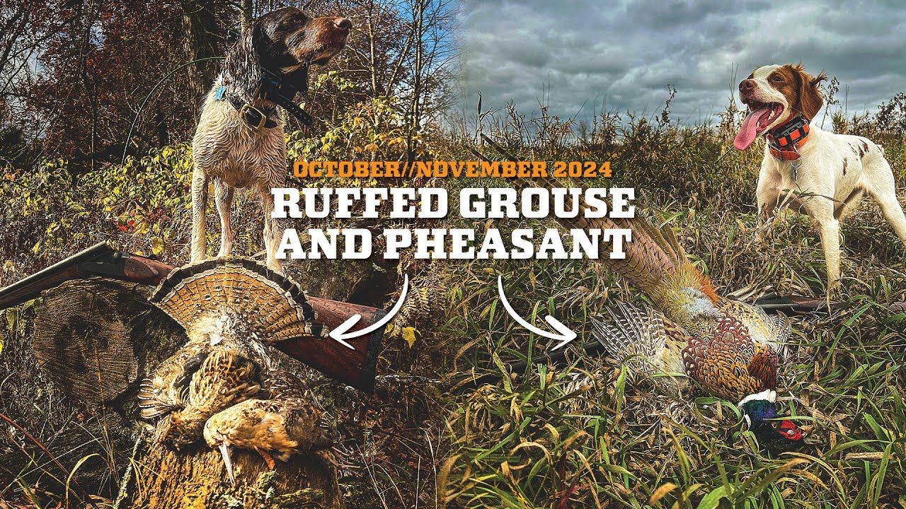 October/November Ruffed Grouse & Pheasant Hunting 2024!