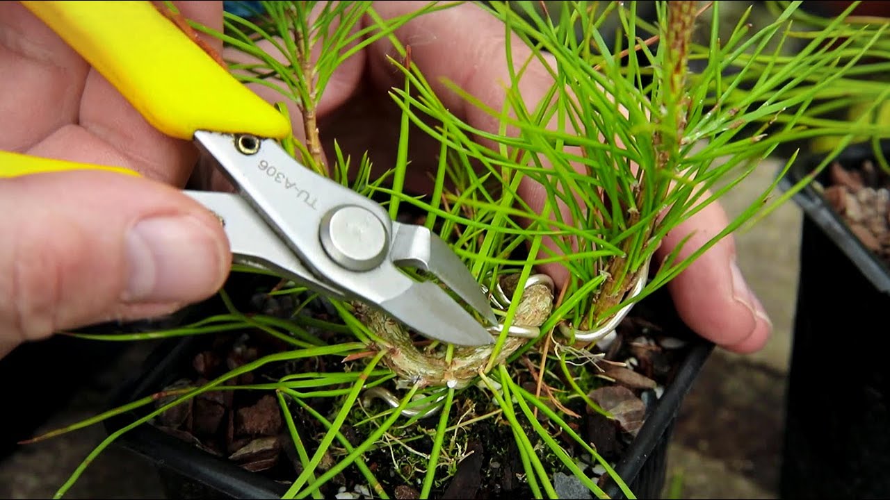 My  scots pine bonsai seedlings
