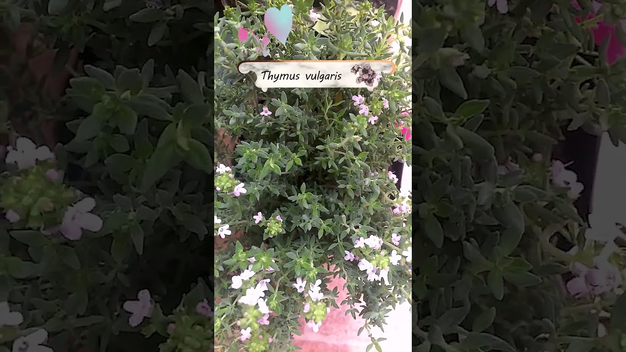 TOMILLO - FLORES y FOLLAJE | 