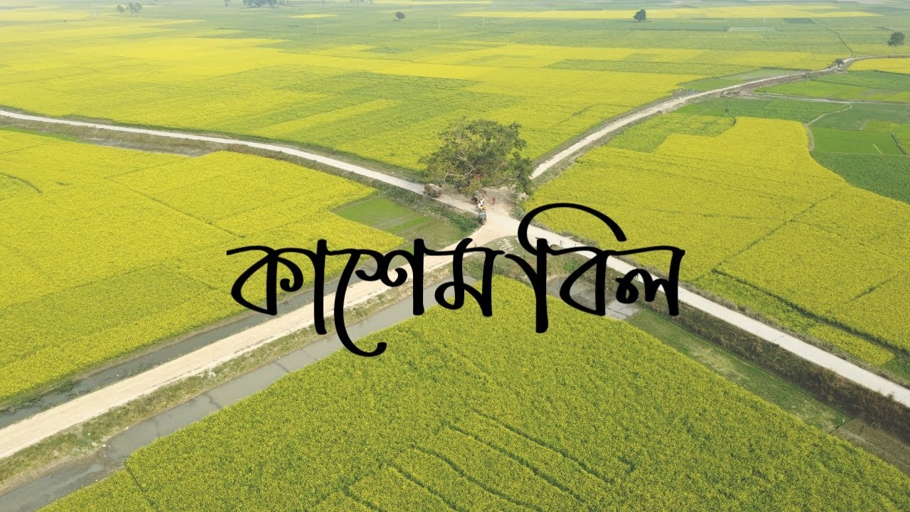 কাশেম বিলের ড্রোন ভিডিও! Kashem Bil! Kasem Bil Dron Video! কাশেম বিল উল্লাপাড়া সিরাজগঞ্জ