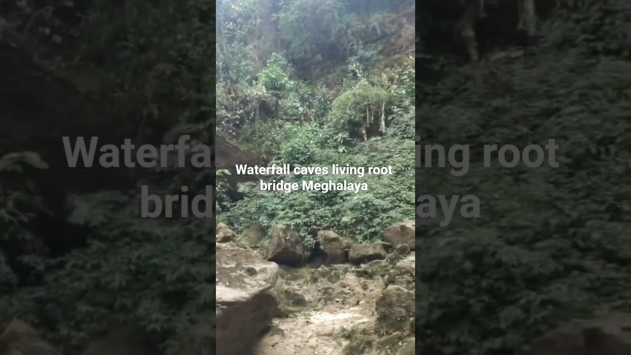 Meghalaya waterfall livingroot bridge 