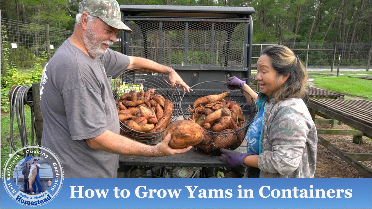 How to Grow Yams in Containers