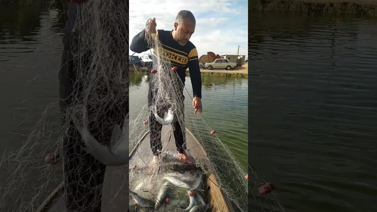 الطوبار المبطرخ مزرعه صلاح توتو المعديه ٢٠٢١