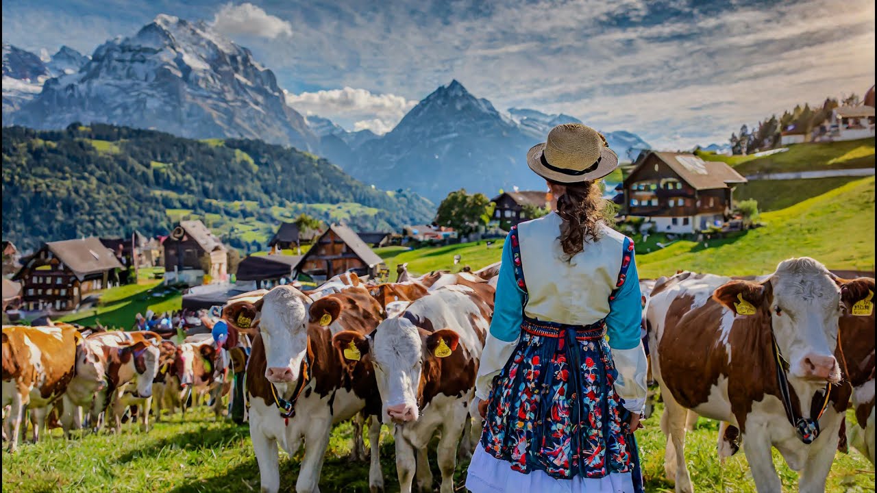 3 very nice Swiss cattle shows - which you have to see in Appenzellerland 🇨🇭🐮 🐮 🐮 ☀️ 🫶