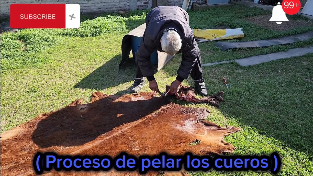 💥 COMO PELAR CUERO VACUNO✅️ SEGUNDA PARTE CON EL ABUELO MAS CAMPERO DE LA REGIÓN 🇦🇷 #doma