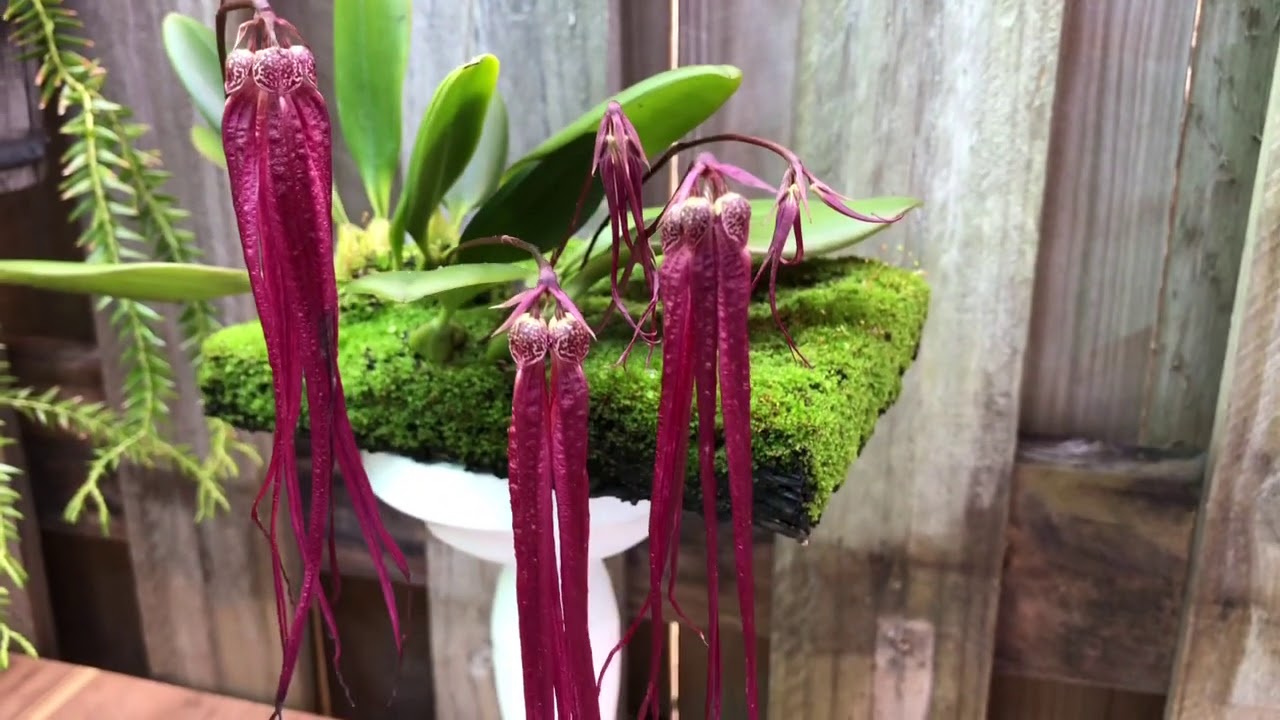 Bulbophyllum treschii 🥰 Цветение и немного об уходе