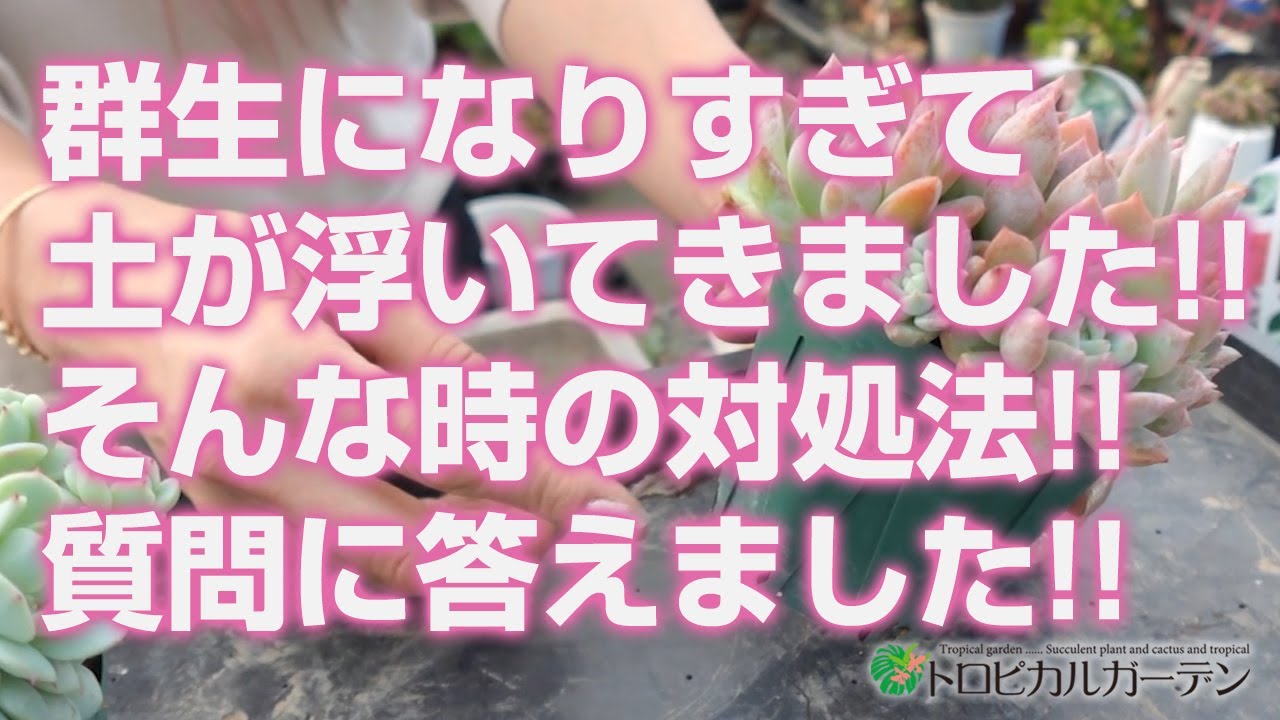 12月28日【多肉植物】群生になりすぎて土が浮いてきました!!そんな時の対処法!!質問に答えました!!【succulent】トロピカルガーデン