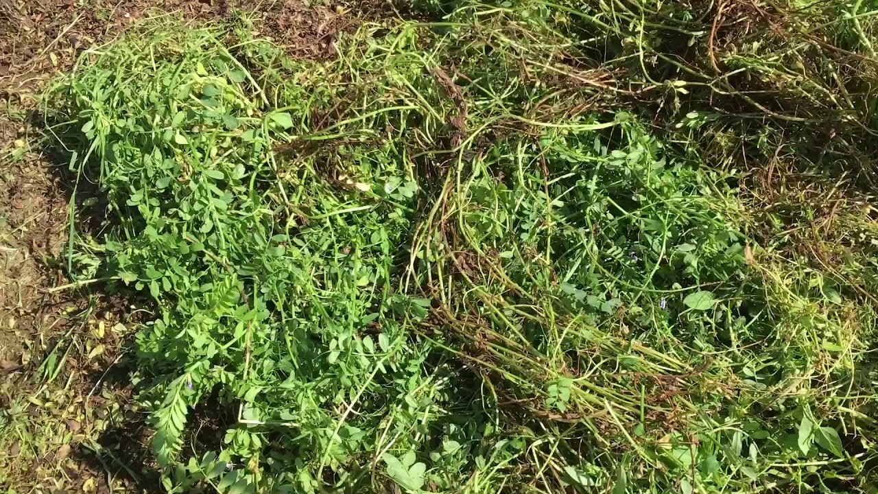 Cortando abono verde y incorporándolo al suelo como hace la naturaleza