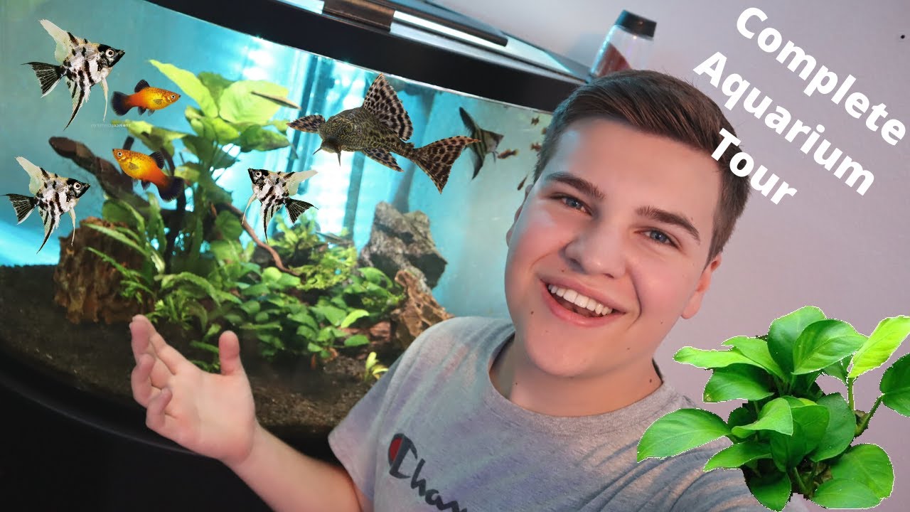 Complete *Tank Tour* of my 36 Gallon Planted Aquarium