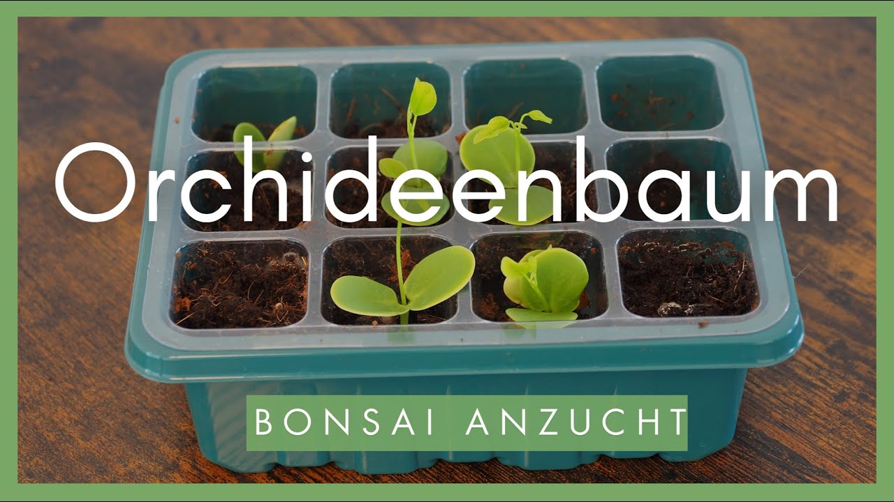 Bonsai Anzucht Rosa Orchideenbaum 🌸