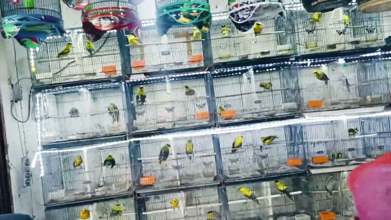 BONGKAR KLOTER KE 2 LOSSSTT STOCK FULLL BURUNG DAN SANGKAR !!! IRVAN JAYA GRESIK