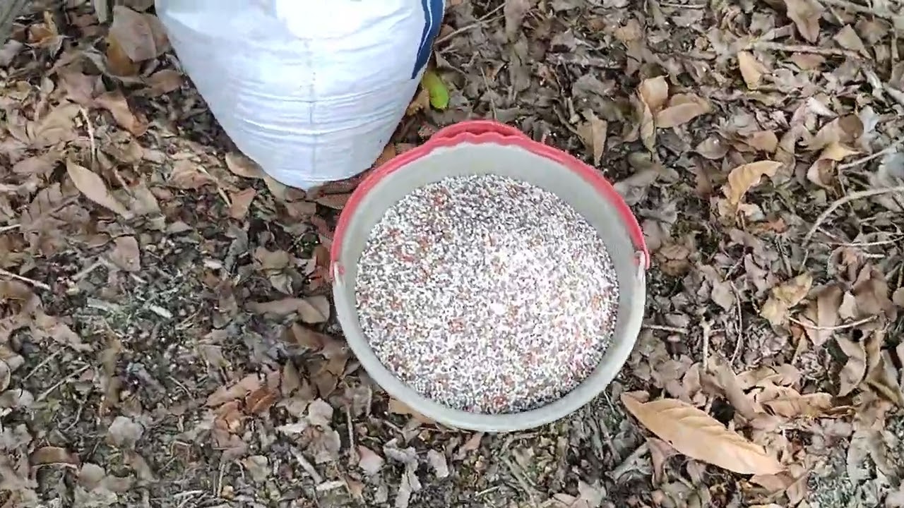 QUAL ADUBO E O MAIS INDICADO PARA O CACAU. ( ADUBO DE CARGA).