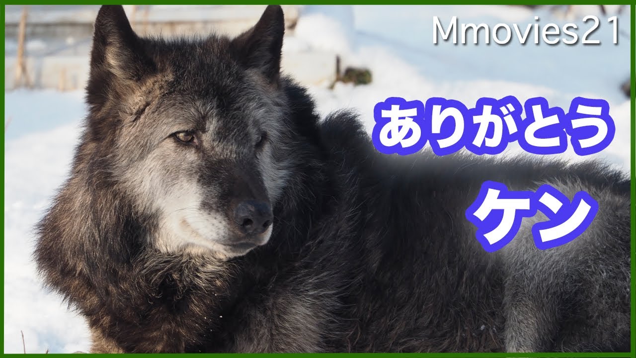 ありがとう シンリンオオカミのケン(旭山動物園)11歳~13歳 Timber Wolf α