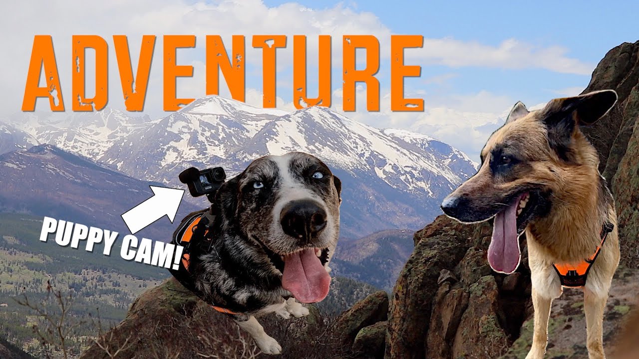 We drove 800 miles to take the dogs car camping! #4k #rockymountainnationalpark #estespark