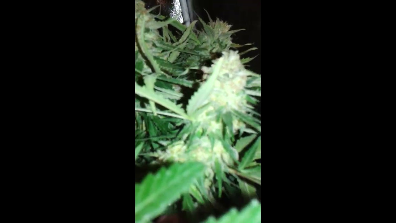 auto-floraison en fleuraison  grosse t&egrave;tes pleine de trichromes