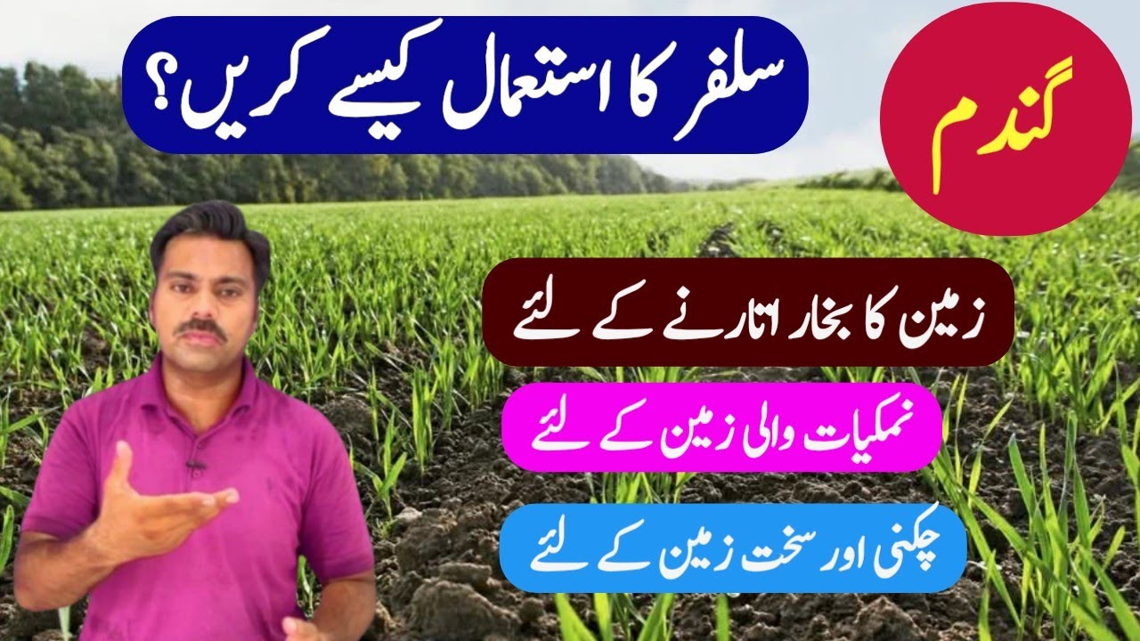 How to use sulphur in wheat crop | Sulphur application method in wheat field | Abid Ali Agrarian