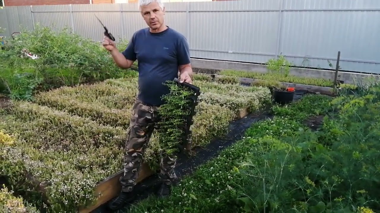 Саженцы клюквы, для чего нужна обрезка?