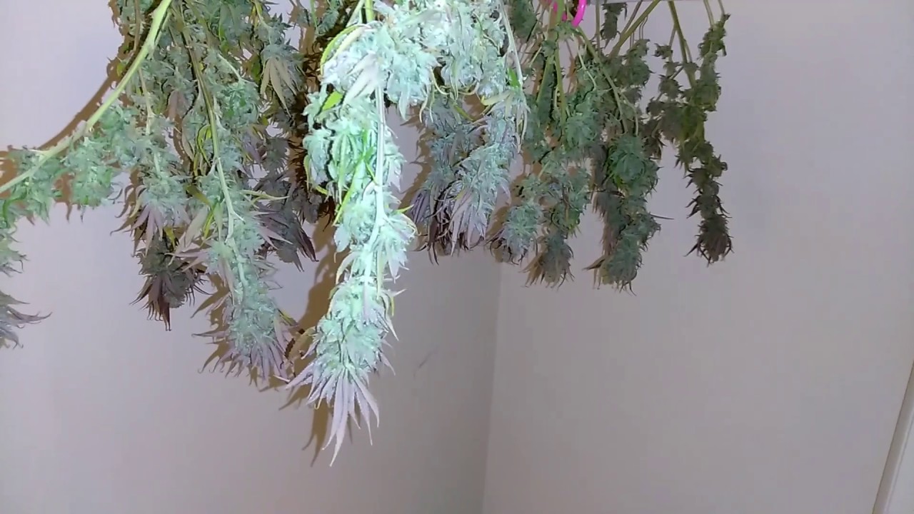 Week 9 Dark Helmet Ocean Grown Seeds, Tapout harvest Jinxproof Genetics in my led tent