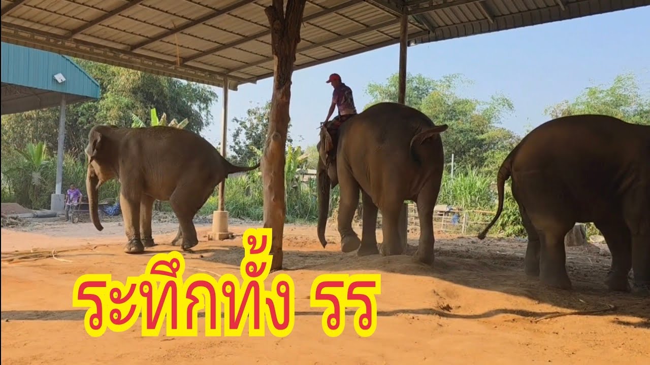 พี่ฟ้าเป็นเหตุดาวเรือง 4×100