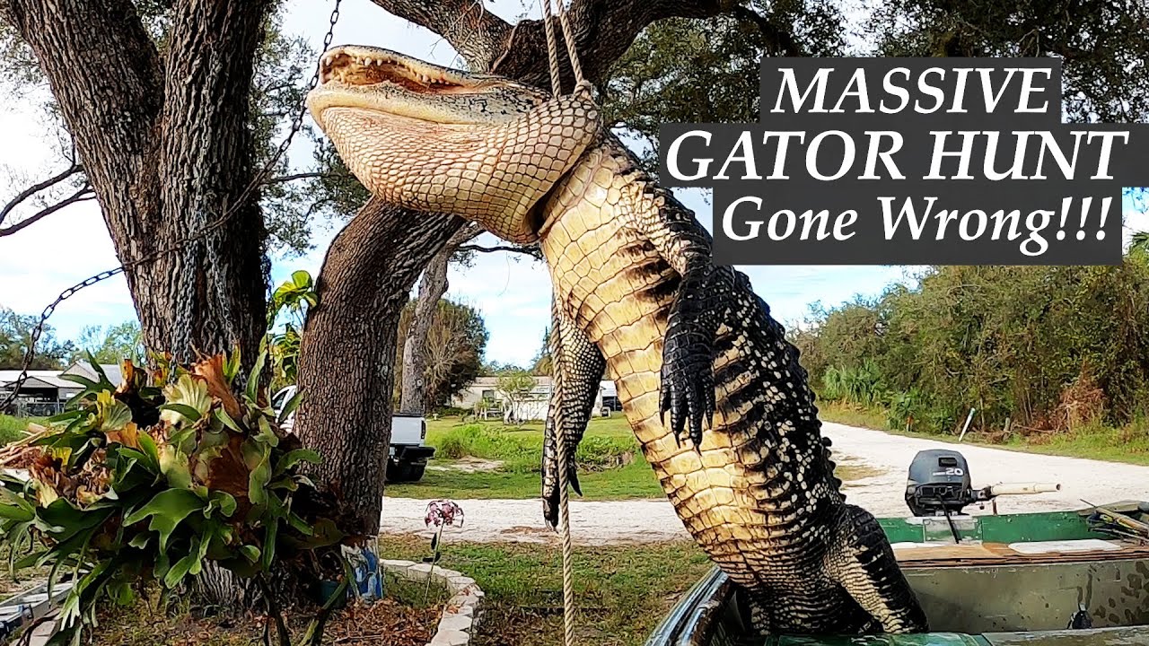 MASSIVE GATOR Hunt Gone Wrong!  Is This Him?