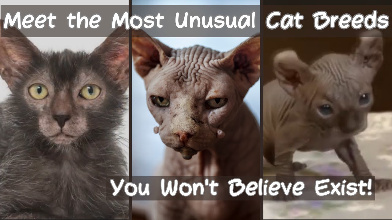 Most Unusual Cat Breeds You've Never Heard Of