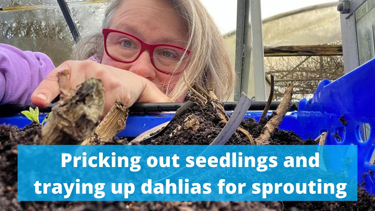 A day pricking out seedlings and traying up dahlias for sprouting