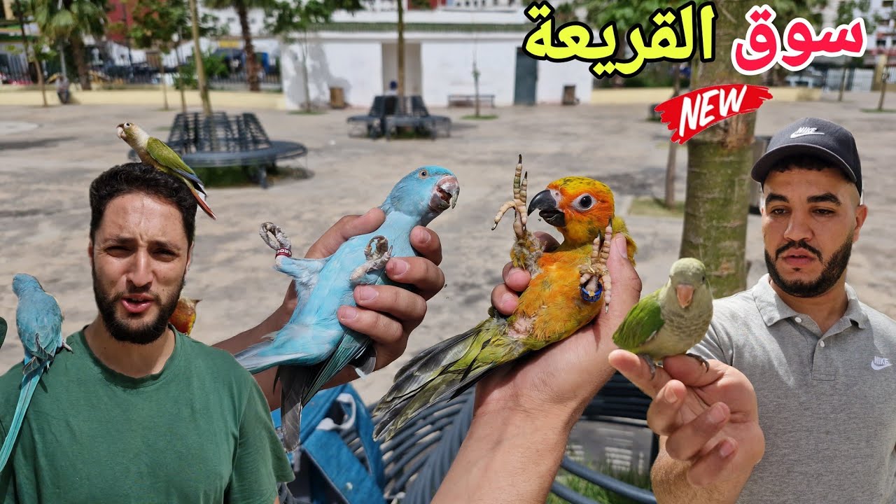 سوق القريعة💥أجيو نتولعو ونتعرفو على أتمنة مختلف أنواع الطيور عشاق الببغاوات وليدات الدريساج فرجة ممت