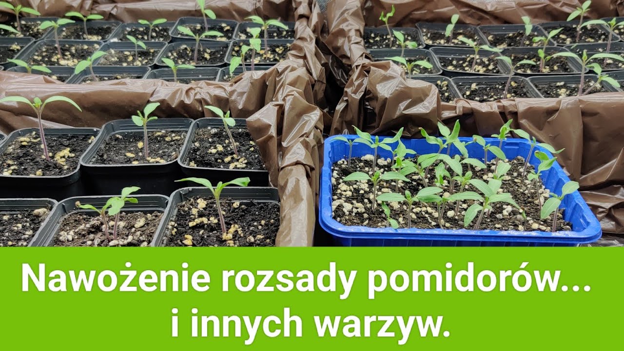 Nawożenie rozsady pomidorów... i innych warzyw.
