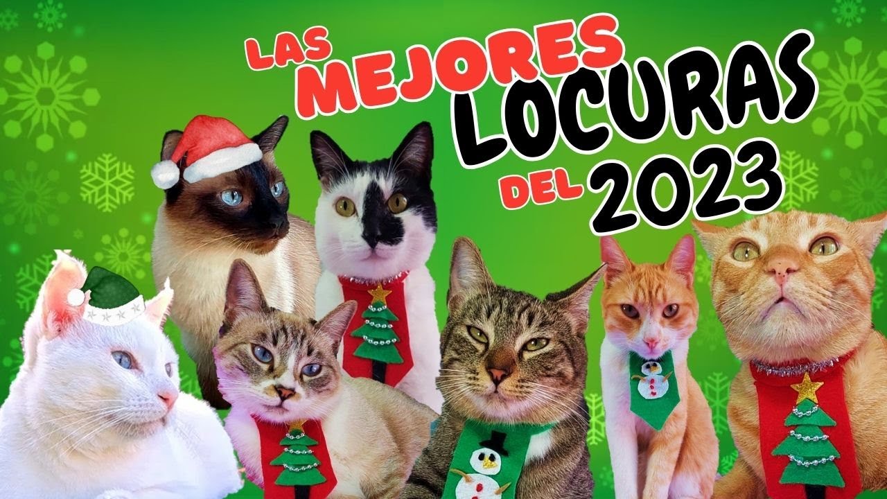 LO MEJOR DEL AÑO!!  😹😻 CAT REWIND 2023