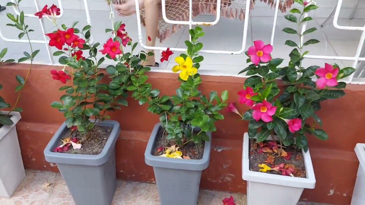 Minha coleção de Dipladenia #dipladenia