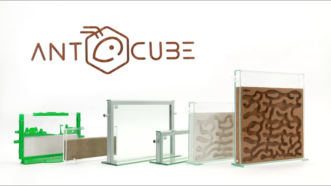 ANTCUBE - Entwicklung der Ameisenfarm für Ameisen