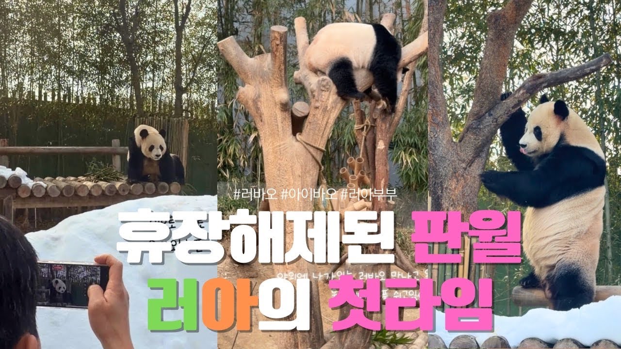 다시 휴장해제된 판월의 오픈런 첫타임, 러바오와 아이바오를 응원해..🐼🐼💕[260205]#러바오#아이바오#판다월드#lebao#aibao