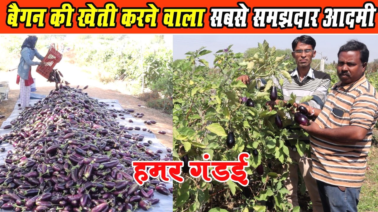 Brinjal Farming Gandai Cg।बैगन की खेती करनेवाला सबसे समझकार आदमी।। Baigan ki kheti kaise karen
