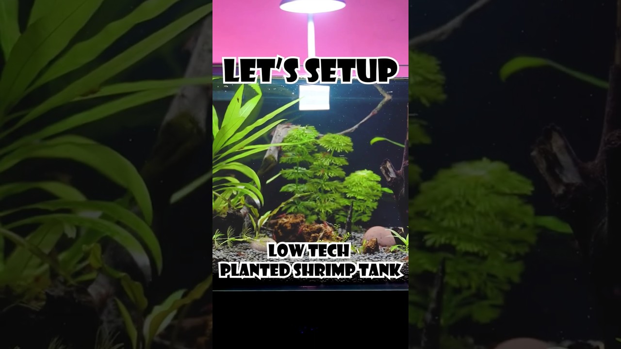 Planted Shrimp Tank Setup | Am Aquarist 