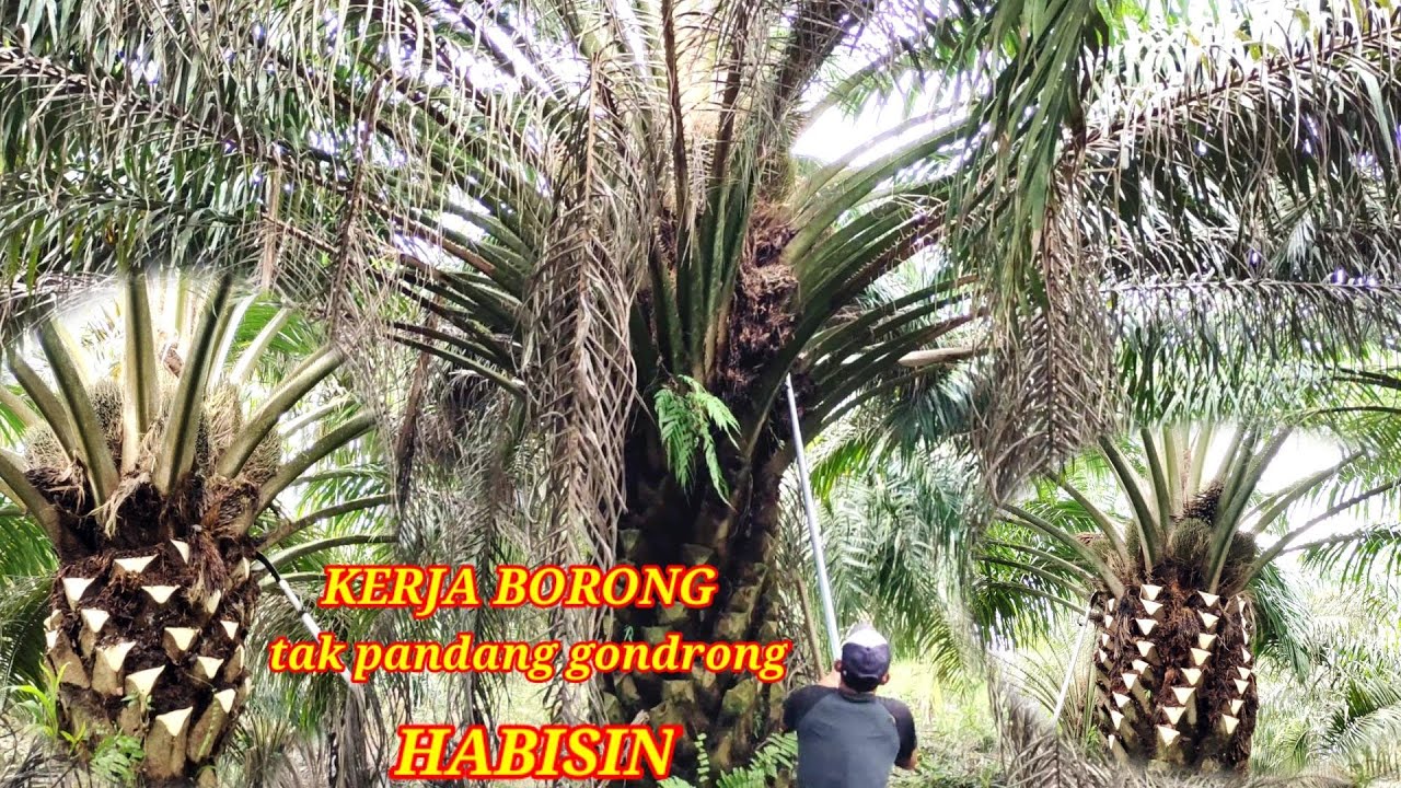 borongan pruning sawit gondrong sampai gempor