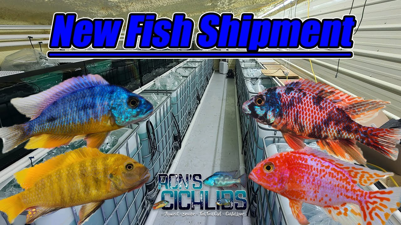 New Fish Shipment, Plus Full Facility for Sale Fish Walkthrough.