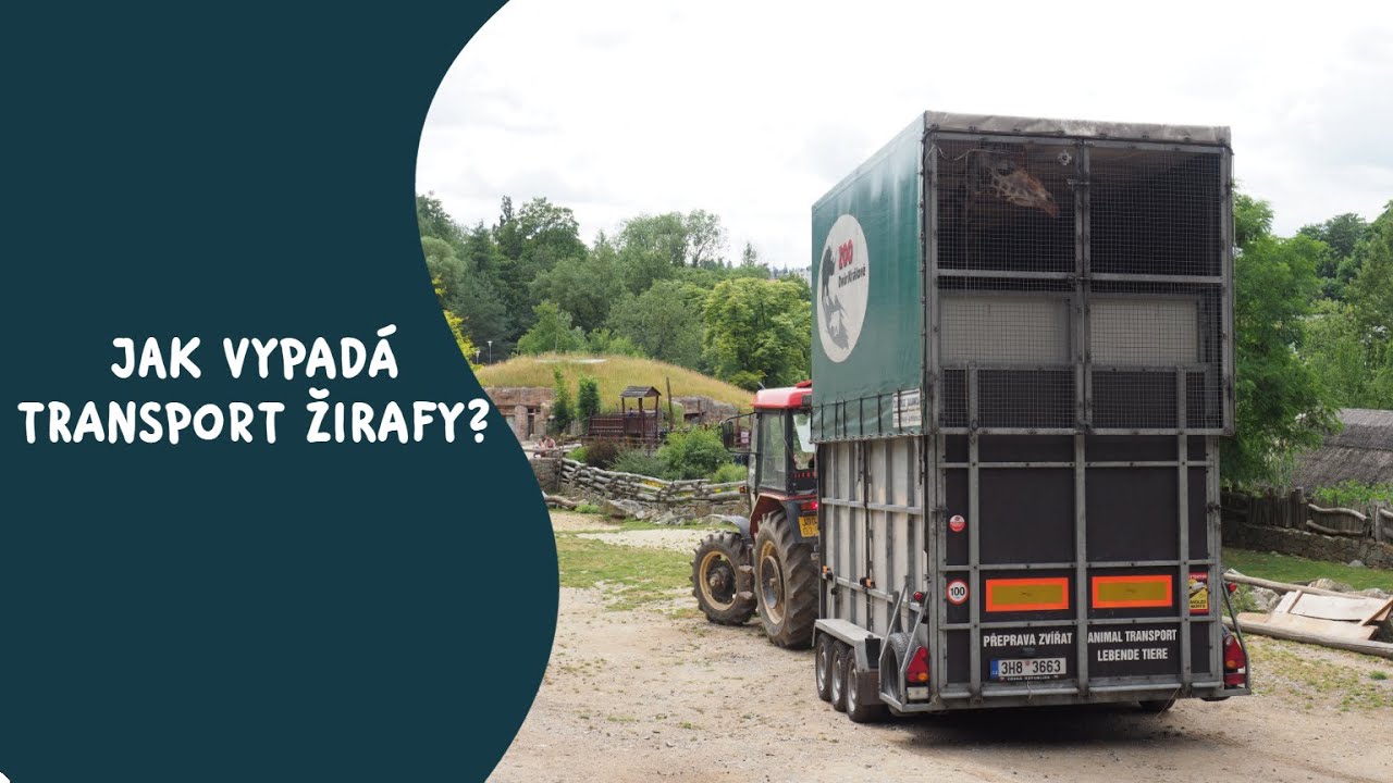 Jak vypadá transport žirafy do zoo?