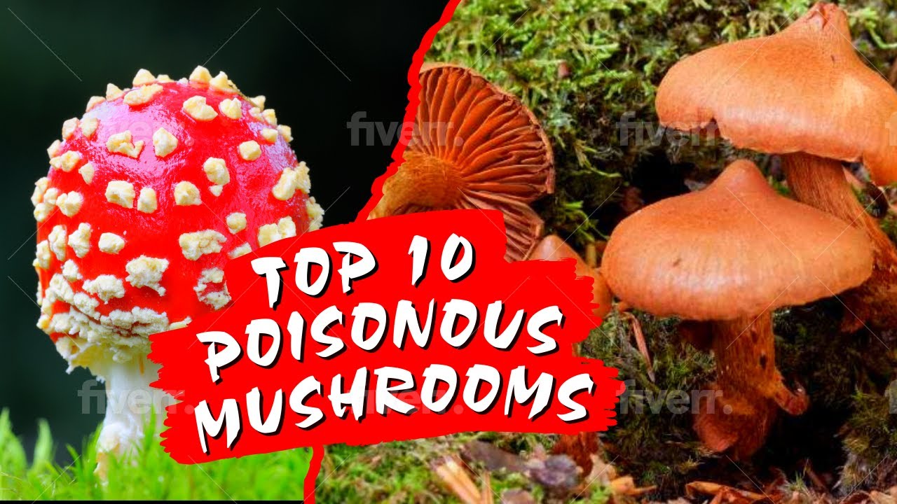 AVOID these 10 Poisonous Mushrooms | Just Mushrooms