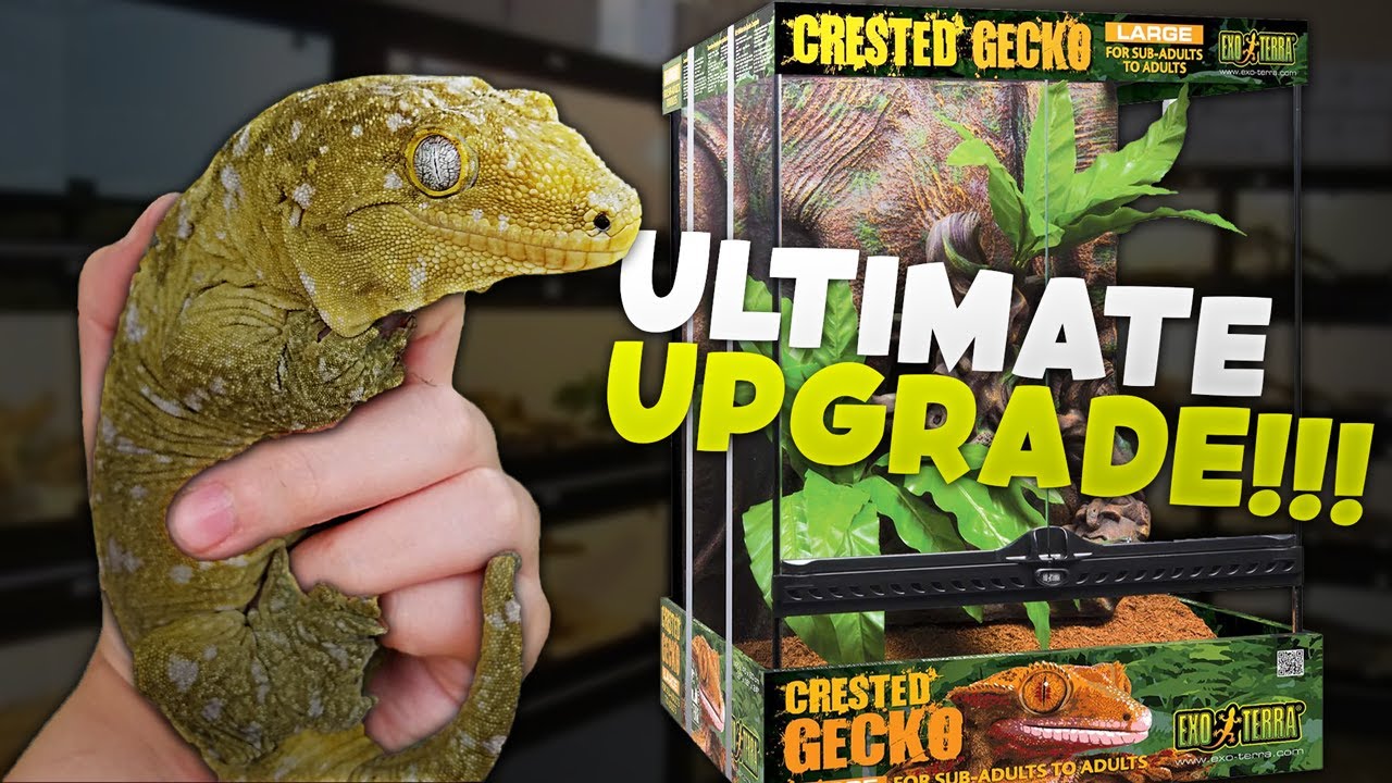 Building My NEW Leachianus Gecko a NATURALISTIC Enclosure!!!