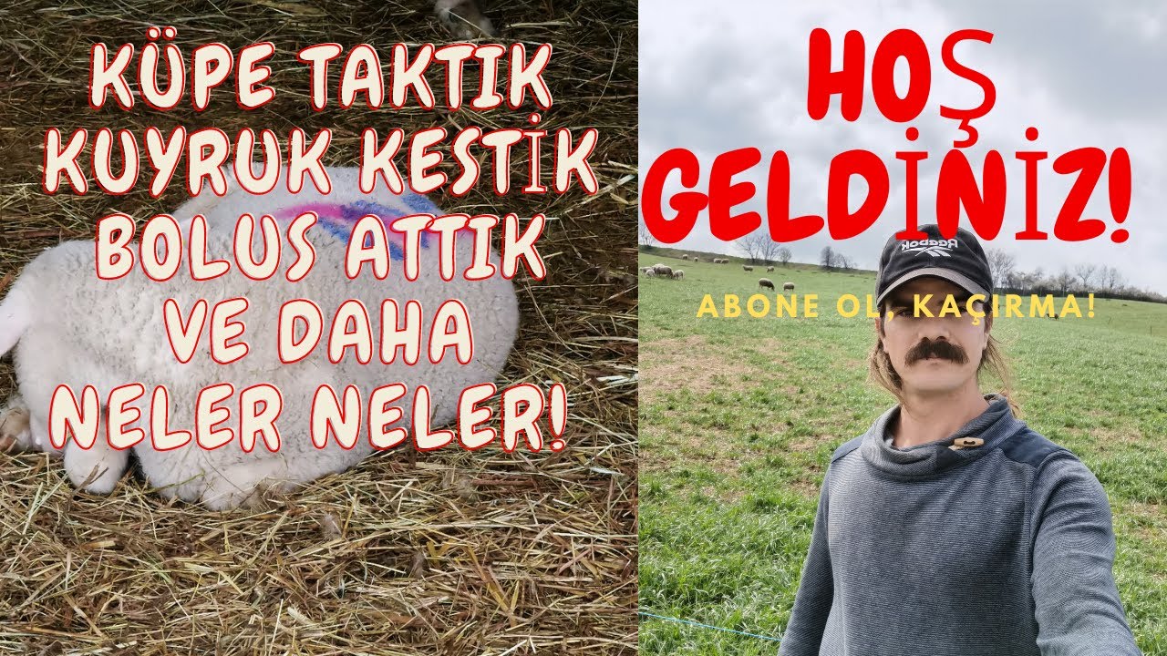 BİR HAFTALIK KUZULARA VE ANNELERİNE HANGİ UYGULAMALAR YAPILIR? - VLOG 1