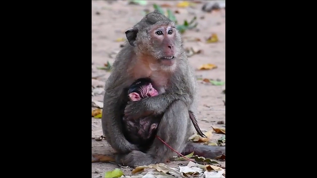Old Mommy Monkey Takes The Best Care Of Baby #animallife #babymonkeys #monkeysr #animals