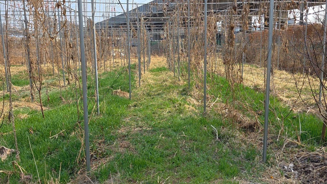 케미아 스타터와 온실 식물들