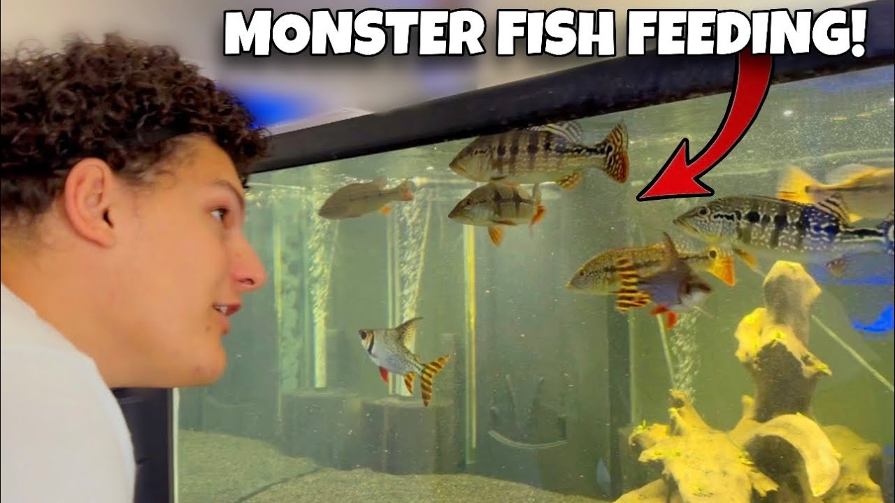 Huge FEEDING Day Of ALL My Monster Aquariums!