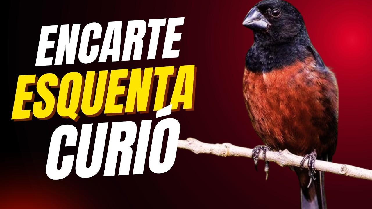 Esquenta CURIÓ 2026 🔥 O Melhor Encarte Para Estourar o Canto do Seu Curió!